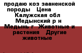 продаю коз зааненской породы › Цена ­ 5 000 - Калужская обл., Медынский р-н, Медынь г. Животные и растения » Другие животные   